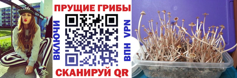 Галлюциногенные грибы MAGIC MUSHROOMS  сколько стоит  Щёкино 